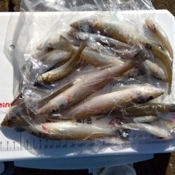 苅屋海岸のキス釣り