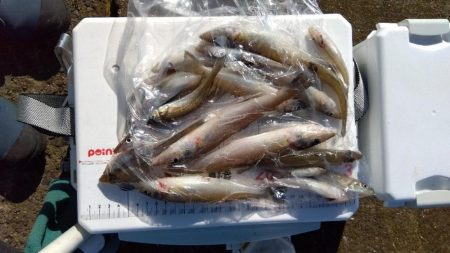 苅屋海岸のキス釣り