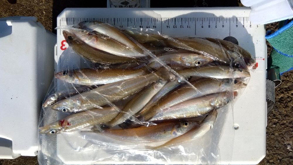 苅屋海岸のキス釣り