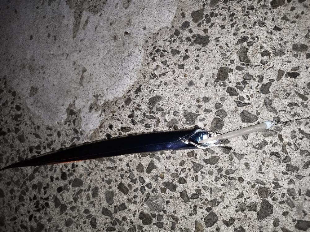 やっと太刀魚！！