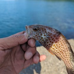 陸っぱり釣行記
