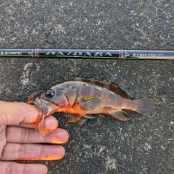 陸っぱり釣行記