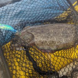 ティップランでデカモンゴウ