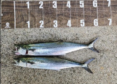 今日もサゴシヾ(*´∀｀*)ﾉ