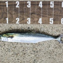 サゴシいつまで続く❓…