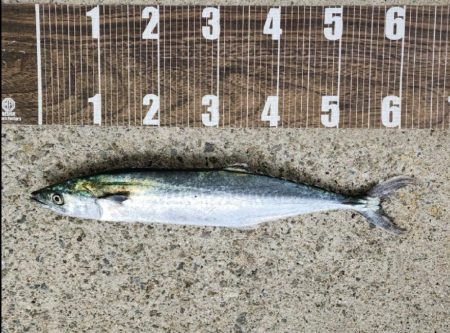 サゴシいつまで続く❓…