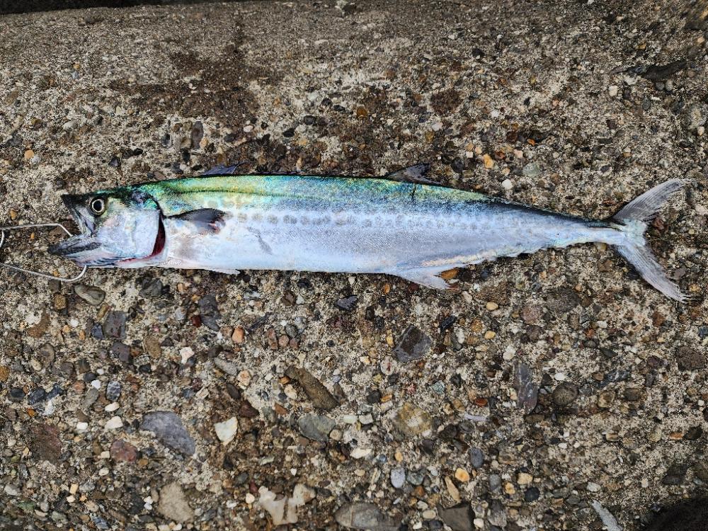 なんとか1本(^_^;)