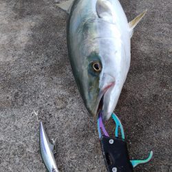 朝マヅメにメジロ