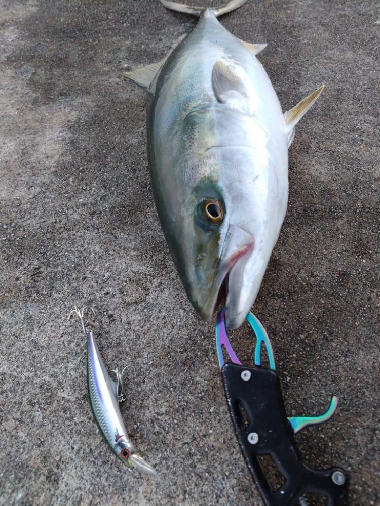 朝マヅメにメジロ