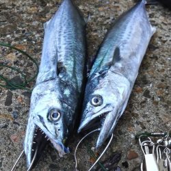 ハマチ2　サゴシ2