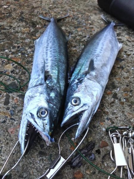 ハマチ2　サゴシ2