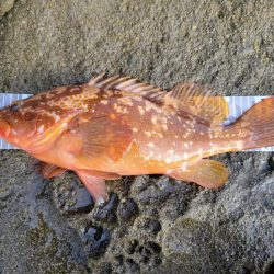 キジハタ記録更新*°♡