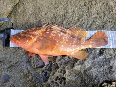 キジハタ記録更新*°♡