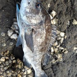 磯ルアーゲーム！