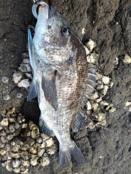 磯ルアーゲーム！