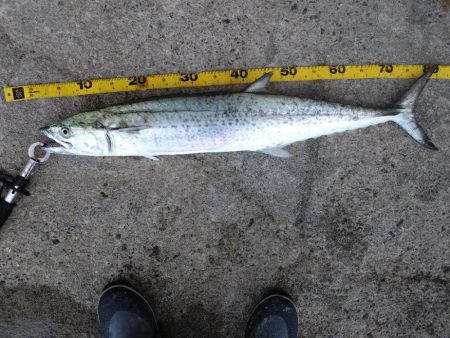 連日の釣行でサゴシのサイズアップ！スマガツ…