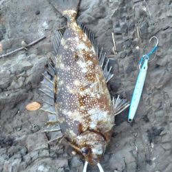 地磯ショアジギ
