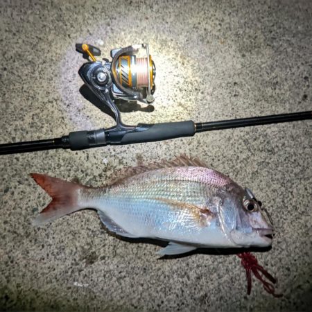 天然真鯛の鱗付け