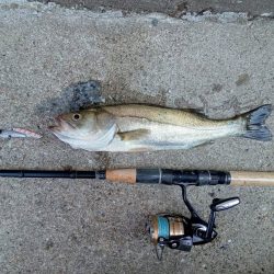 プチsalt water game