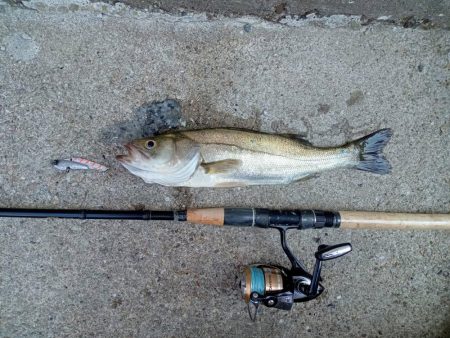 プチsalt water game