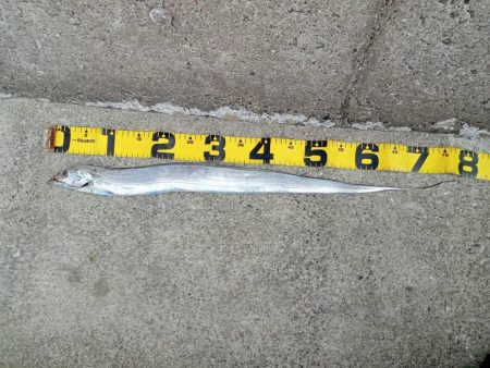 プチsalt water game