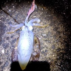 タダ巻きエギング