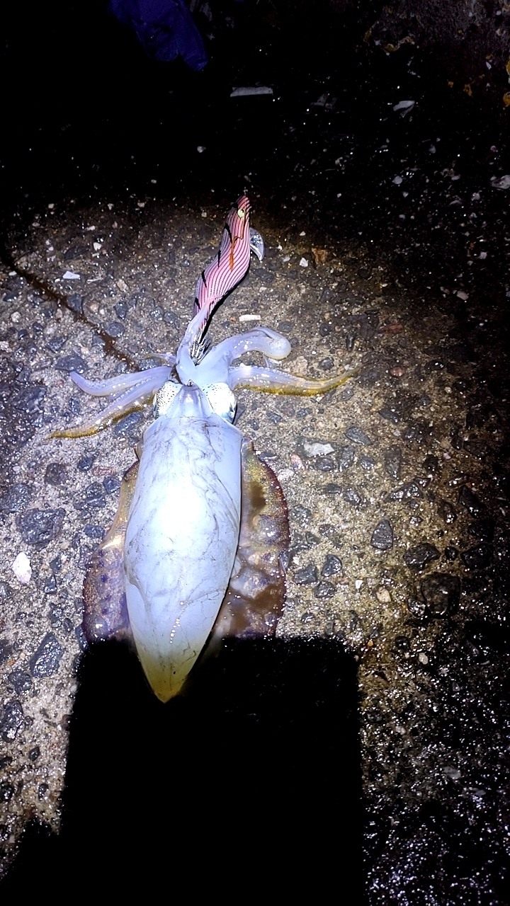 タダ巻きエギング