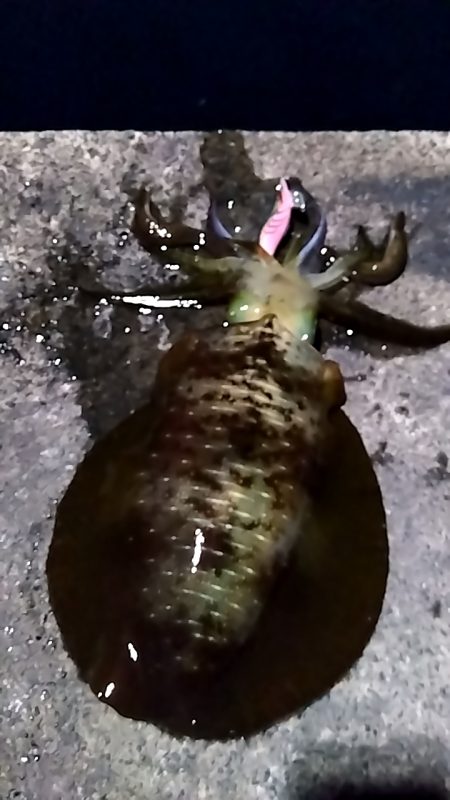 ナイトエギング