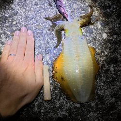 タダ巻きエギング2