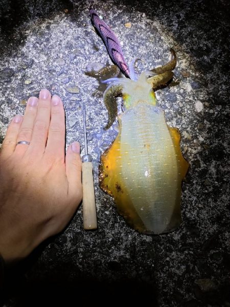 タダ巻きエギング2