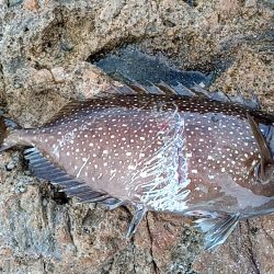 釣れたアイゴにクエ？が