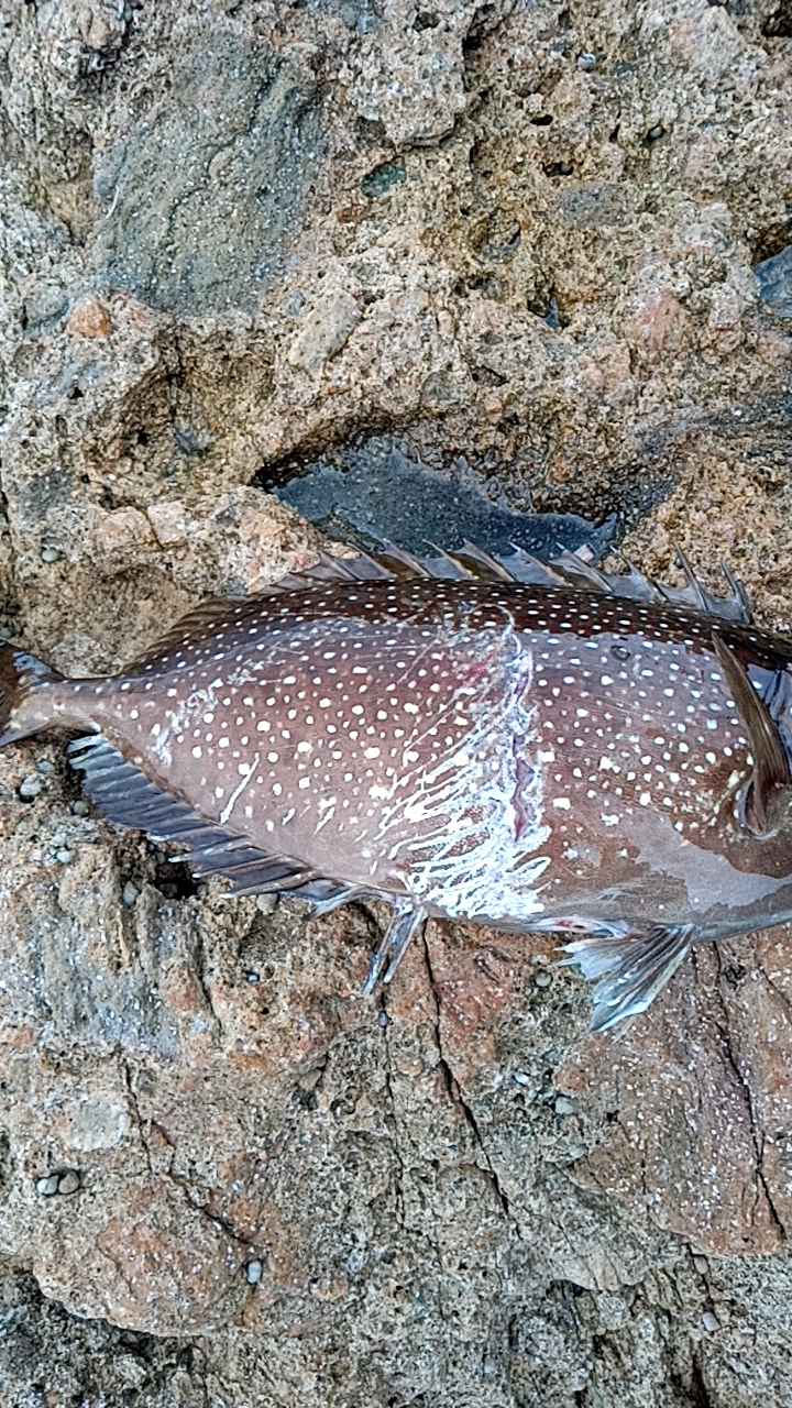 釣れたアイゴにクエ？が