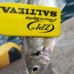 アジ探し@下津周辺