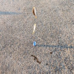 アジ探し@泉佐野