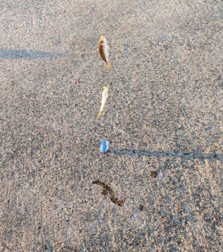 アジ探し@泉佐野