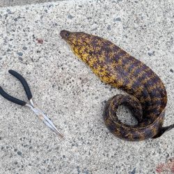 和歌山御坊の堤防でウツボ釣り