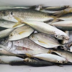 和歌山日高港でアジ釣りと紀州釣り