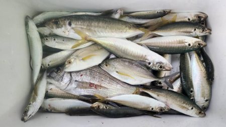 和歌山日高港でアジ釣りと紀州釣り