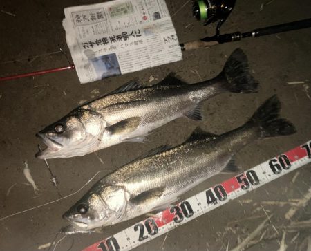 久しぶりのジョイントフェザーフィッシュ