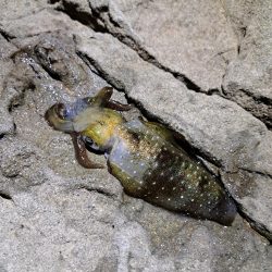 今季初エギング