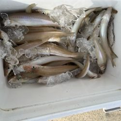 まだまだキスは釣れてます