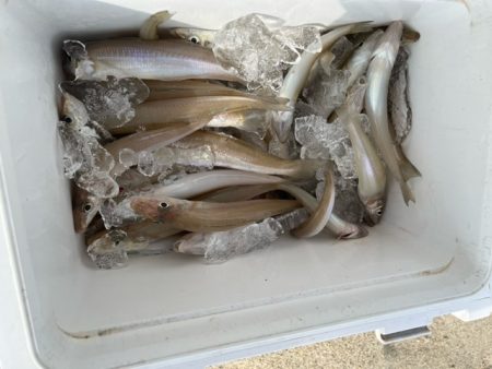 まだまだキスは釣れてます