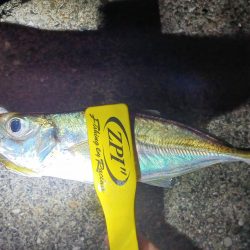 アジ探し@下津周辺