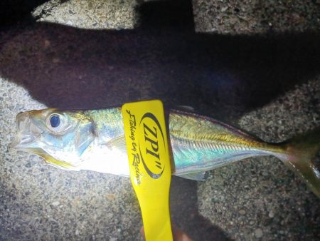 アジ探し@下津周辺