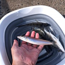 遅めの夏休みでキス釣り