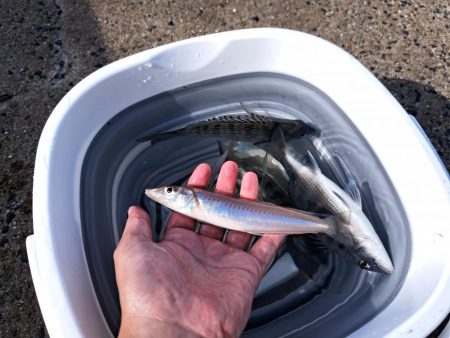 遅めの夏休みでキス釣り