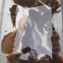 若狭ティップラン