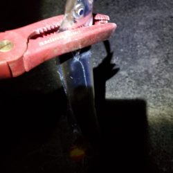夕方～夜　タチウオです！