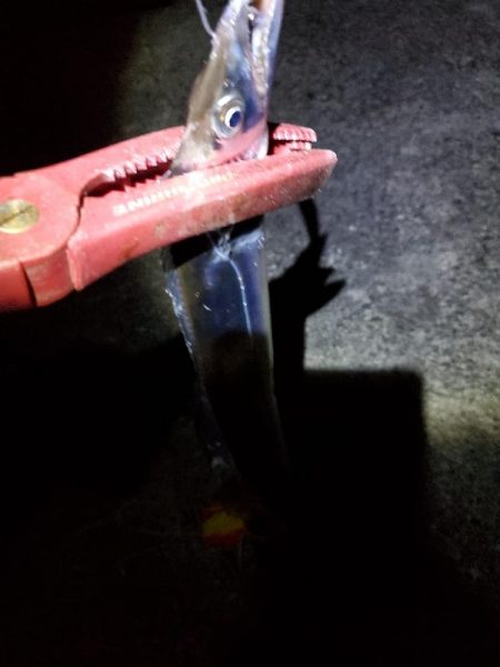 夕方～夜　タチウオです！