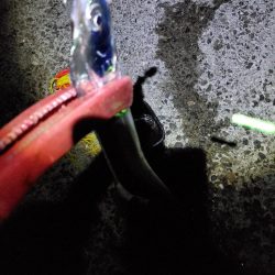 朝マズメ　タチウオ狙い